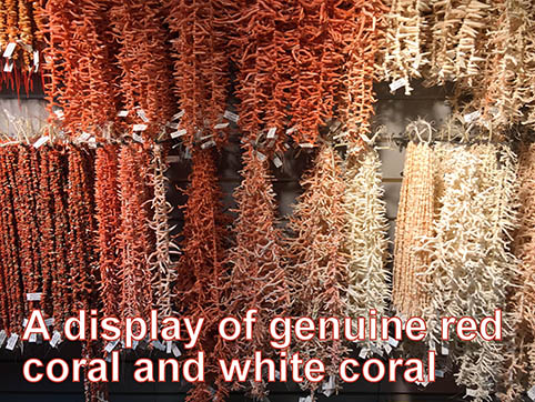 A display of genuine red coral and white coral.