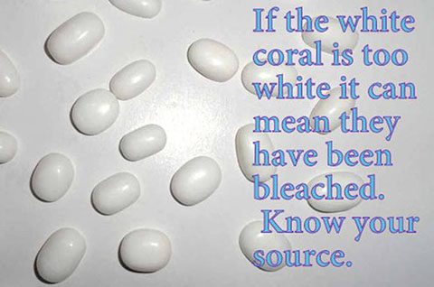 Bleached White Coral